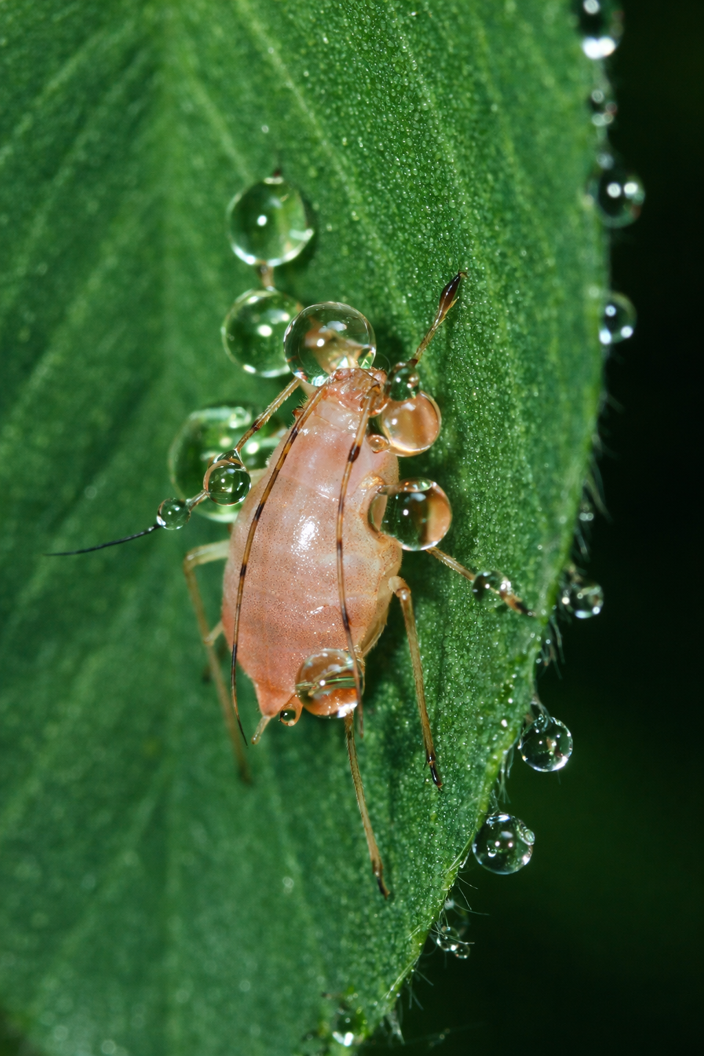 mšice vylučující medovici na listu